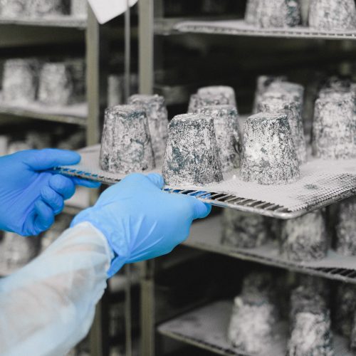 Person in HACCP-Kleidung, die Käse inspiziert