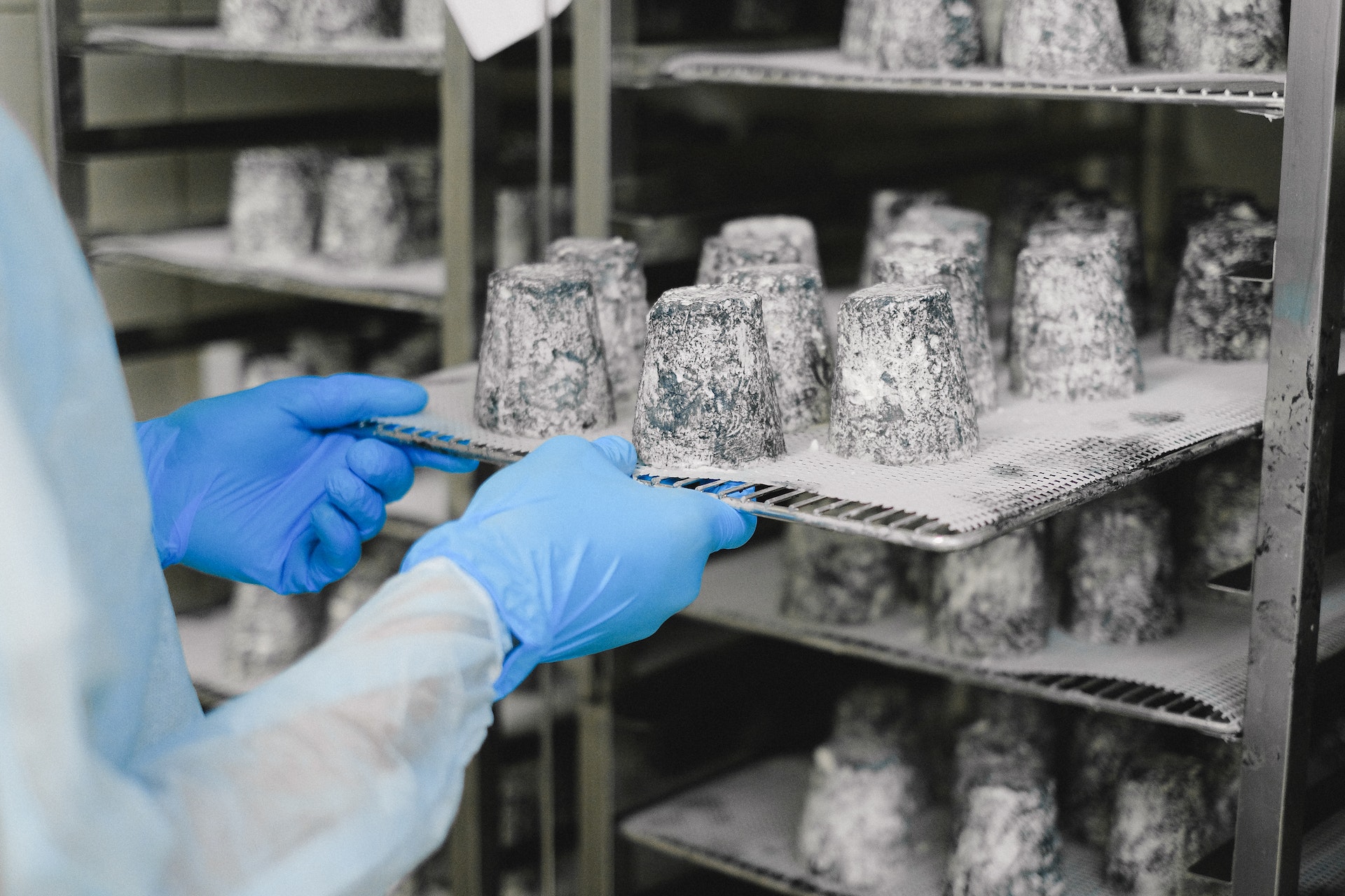 Person in HACCP-Kleidung, die Käse inspiziert